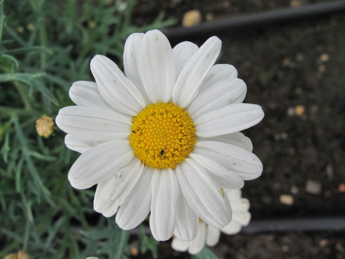 Argyranthemum LaRita White 2lt
